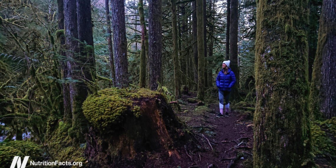 How Is Pure Killer Cell Operate Boosted by Forest Bathing? 